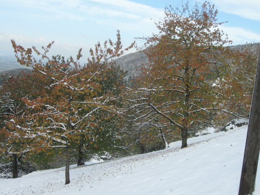 Bäume im Schnee Aussicht vom Balkon